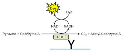 Набор для определения активности пируватдегидрогеназы в микропланшетах, 96 тестов, Abcam