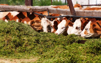 Сравнение методов определения клетчатки в продуктах питания и кормах