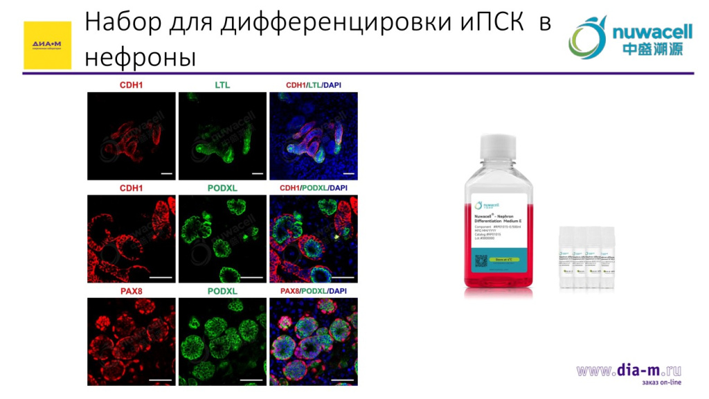 Набор для дифференцировки иПСК в нефроны-1