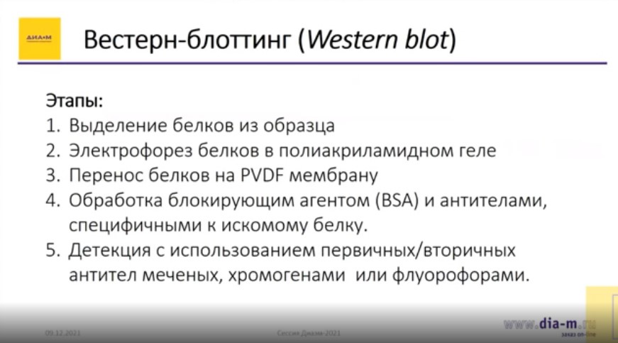 Вестерн-блоттинг этапы