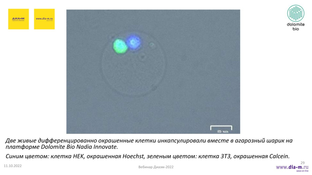 Система Nadia Innovate