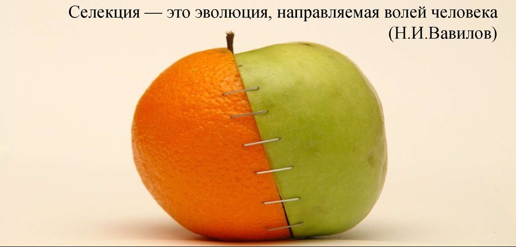 Селекция - эволюция, направляемая волей человека