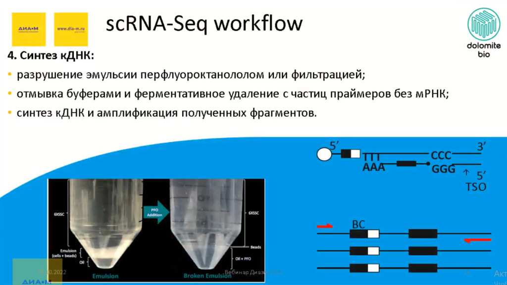 scRna-Seq workflow-4