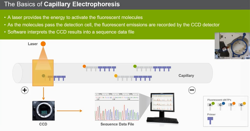 Принципиальные различия капиллярного и высокопроизводительного секвенирования