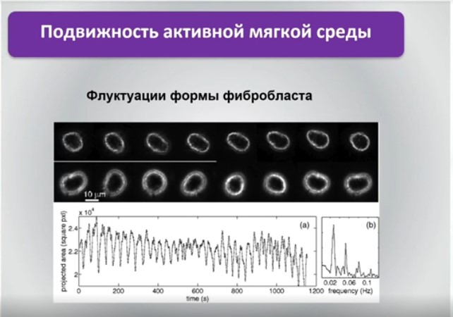 подвижность активной мягкой среды