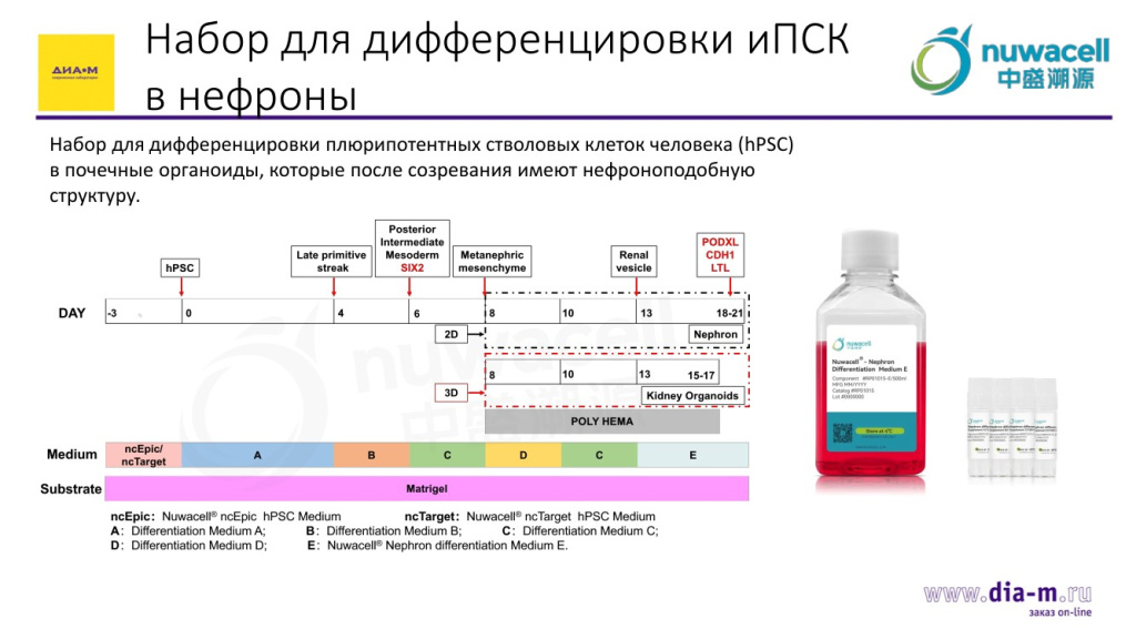 Набор для дифференцировки иПСК в нефроны