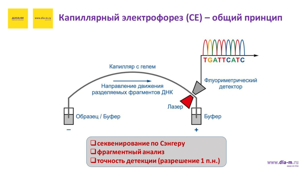 Капилярный электрофорез (СЕ) - общий принцип