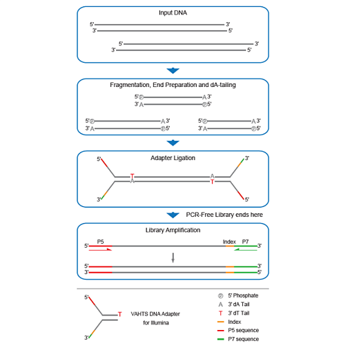 Принципиальная схема работы набора VAHTS Universal DNA Library Prep Kit for Illumina