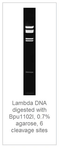 0,7% агарозный гель-электрофорез с результатами гидролиза ДНК фага лямбды эндонуклеазой рестрикции Bpu1102I (6 сайтов рестрикции)