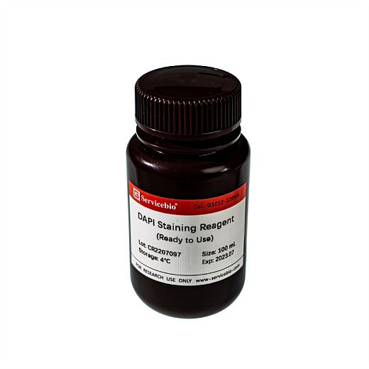 ДАПИ/DAPI, раствор, 2 мкг/мл, готовый к использованию, (2μg/mL, Ready to Use) Servicebio, Китай