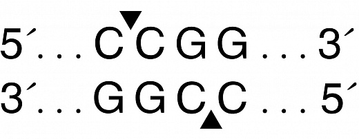  Эндонуклеаза рестрикции HpaII, 10 000 ед/мл, New England Biolabs