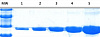 Краситель для белкового фореза InstantBlue Coomassie Protein Stain Фото 2