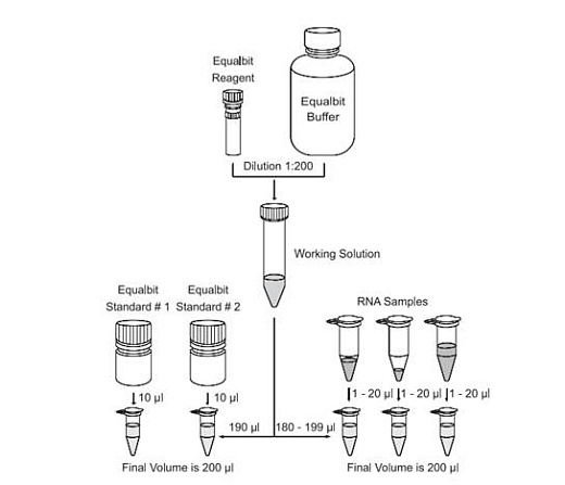 Рабочий процесс с набором Equalbit RNA HS (High Sensitivity) Assay Kit, Vazyme, Китай