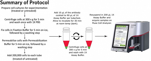 Набор для анализа активации EGFR (общ./фосф.) Muse EGFR-RTK Activation Dual Detection Kit, 200 тестов Фото 3
