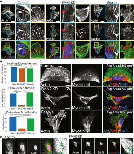 Система многопараметрического анализа клеток CellInsight 7, 7 каналов детекции Фото 2