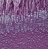 Камера цифровая HD LCD Digital Microscope Camera, BLC-600AF, 6 Мп, BestScope