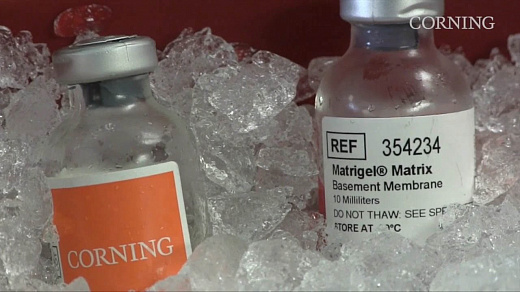 Матрикс экстрацеллюлярный Matrigel, без фенолового красного