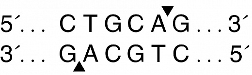  Эндонуклеаза рестрикции PstI, 10 0000 ед/мл, New England Biolabs