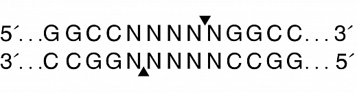  Эндонуклеаза рестрикции SfiI, 20 000 ед/мл, New England Biolabs