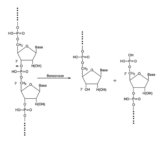 Бензаза (Бензонуклеаза), более 90%, Россия
