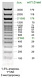 ДНК-маркер 10000/14R, 14 фрагментов от 100 до 3000 п.н. 500(2x), 1500(2x); готовый к применению, 0,1 мг/мл, diaGene