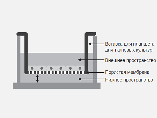 Схема конструкции вставки для планшетов культуральных, Jet Biofil, Китай