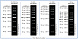 ДНК-маркер DL2000 Plus, 7 фрагментов от 100 до 2000 п.н., 5 мкл/нанесение, Vazyme