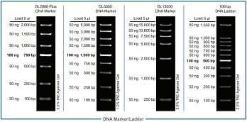 ДНК-маркер 100 bp DNA Ladder, 11 фрагментов от 100 до 1500 п.н., 5 мкл/нанесение, Vazyme