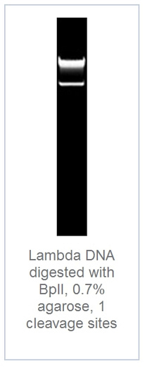 0.7 % агарозный гель-электрофорез с результатами гидролиза ДНК фага лямбды эндонуклеазой рестрикции BplI (1 сайт рестрикции)