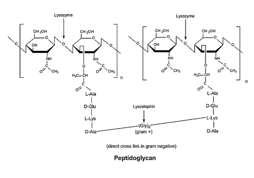 Лизоцим из яичного белка, For Molecular Biology, CDH