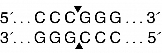  Эндонуклеаза рестрикции SmaI, 20 000 ед/мл, New England Biolabs
