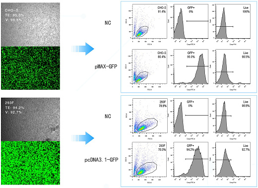 Электропоратор для всех типов клеток, проточная электропорация, X-Porator F1, Etta Biotech, результаты