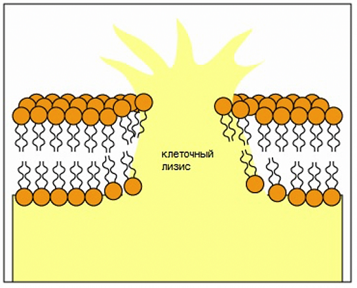 Набор для экстракции бактериального белка, НЭББ, diaGene Фото 2