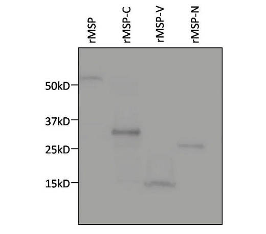Антитела к 6x-His Tag (HIS.H8) мышиные моноклональные, 100 мкг, Thermo