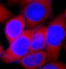 Иммунофлюоресценция: клетки HeLa, окрашенные антителами anti-Bcl 2 antibody (красный) в разведении 1:100. DAPI (синий) для окрашивания ядер.