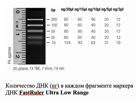 Маркер длин ДНК FastRuler Ultra Low Range, 5 фрагментов от 10 до 200 п.н., готовый к применению Фото 1