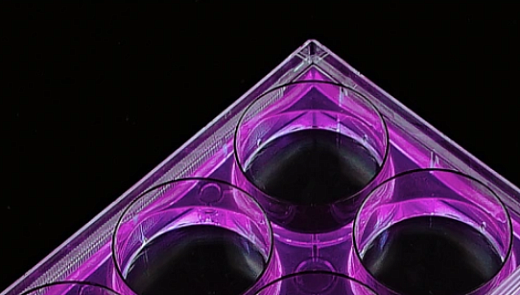 Планшеты культуральные 6-лун. EDGE, необработанная поверхность