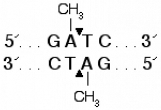 Эндонуклеаза рестрикции DpnI, 20 000 ед/мл, New England Biolabs