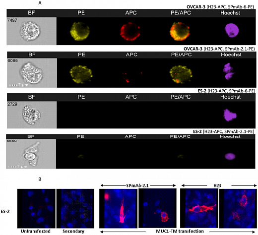 Набор для конъюгации антител PE / R-Phycoerythrin Conjugation Kit, Lightning-Link Фото 5