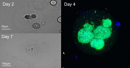 3D-культура клеток. Скаффолды на основе коллагена способствуют росту клеток в 3D физиологически релевантным образом.